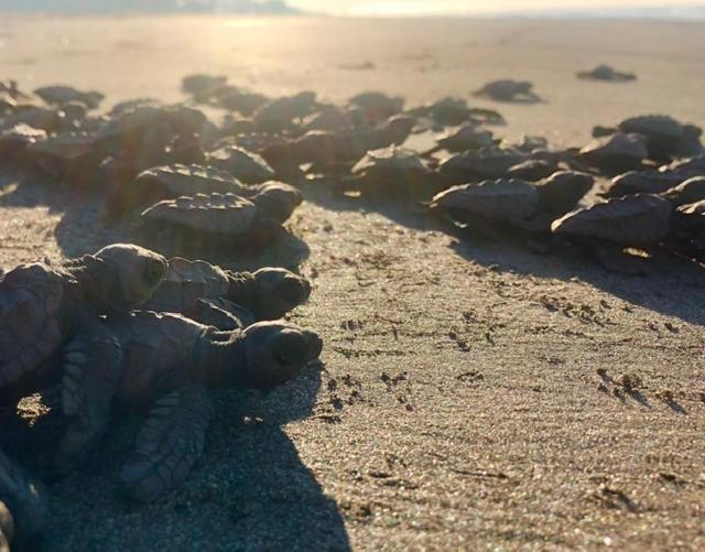 Redwood Beach Resort Mechapa Bagian luar foto